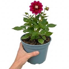 1 Dahlia Maggiore Deep Rose Live Plant, Summer Flowering Garden Ready, 3 Litre Root Ball