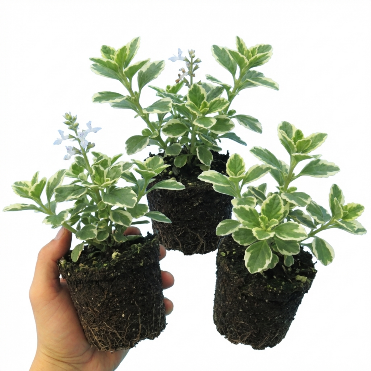 Plectranthus Coleoides / Swedish Ivy, Outdoor Garden Ready