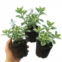 Plectranthus Coleoides / Swedish Ivy, Outdoor Garden Ready