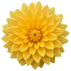 1 Large Plant - Dahlia Maggiore Yellow, Ready to Plant in Your Garden, 3L Pot
