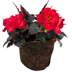 1 Large Plant - Begonia Mocca Cherry, Ready to Plant in Your Garden, 2L Pot