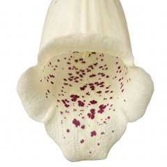 1 Large Plant - Digitalis Dalmatian Cream, Ready to Plant in Your Garden, 2L Pot