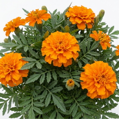 1 Large Plant - Marigold African Taishan Orange, Outdoor Garden Ready, 2L Pot