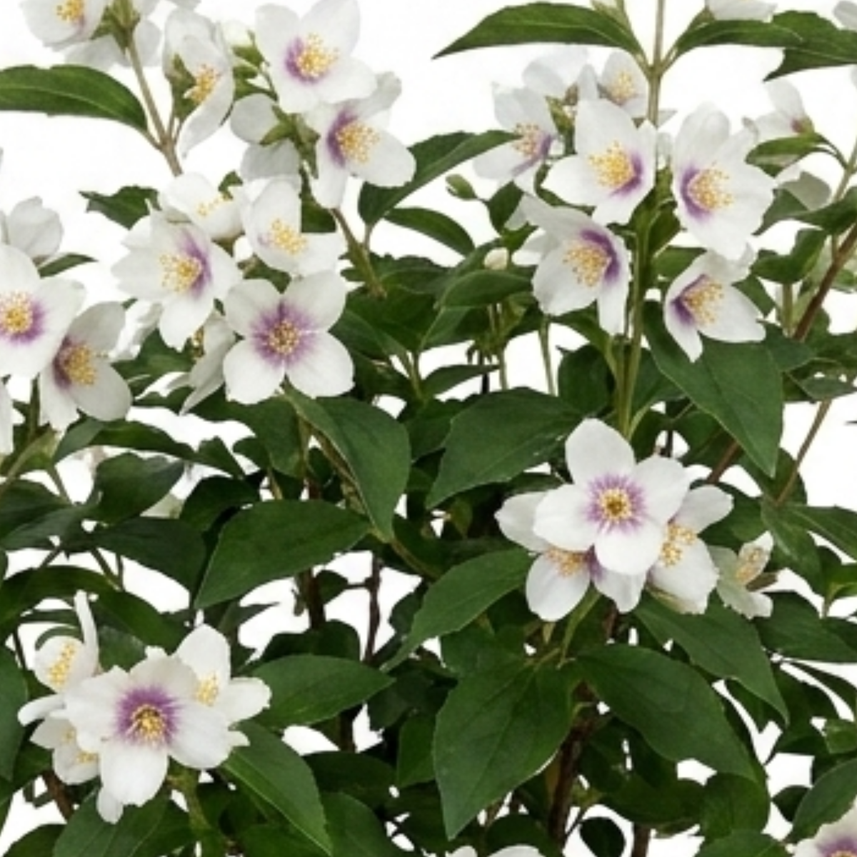 1 Philadelphus Belle Etoile Mock Orange Plant, Fragrant White Flowering Shrub, 3 Litre Root Ball
