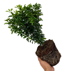 Euonymus Green Spire | 2L Pot