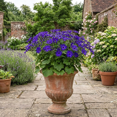 Large Senetti Violet Pericallis Plant, Spring Flowering, Outdoor Garden Ready, 6.5L Root-Ball