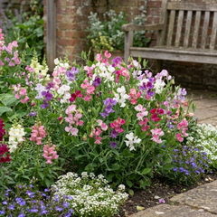 Sweet Pea Cupid Mix, 10.5 cm Rootballs