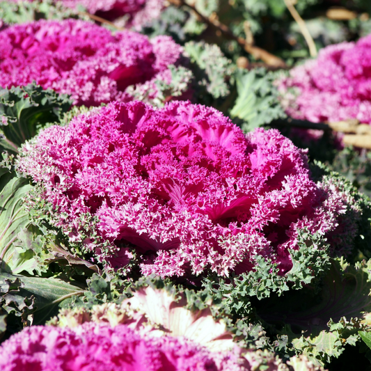 Ornamental Cabbage Rose | 3 or 6 1L Pots