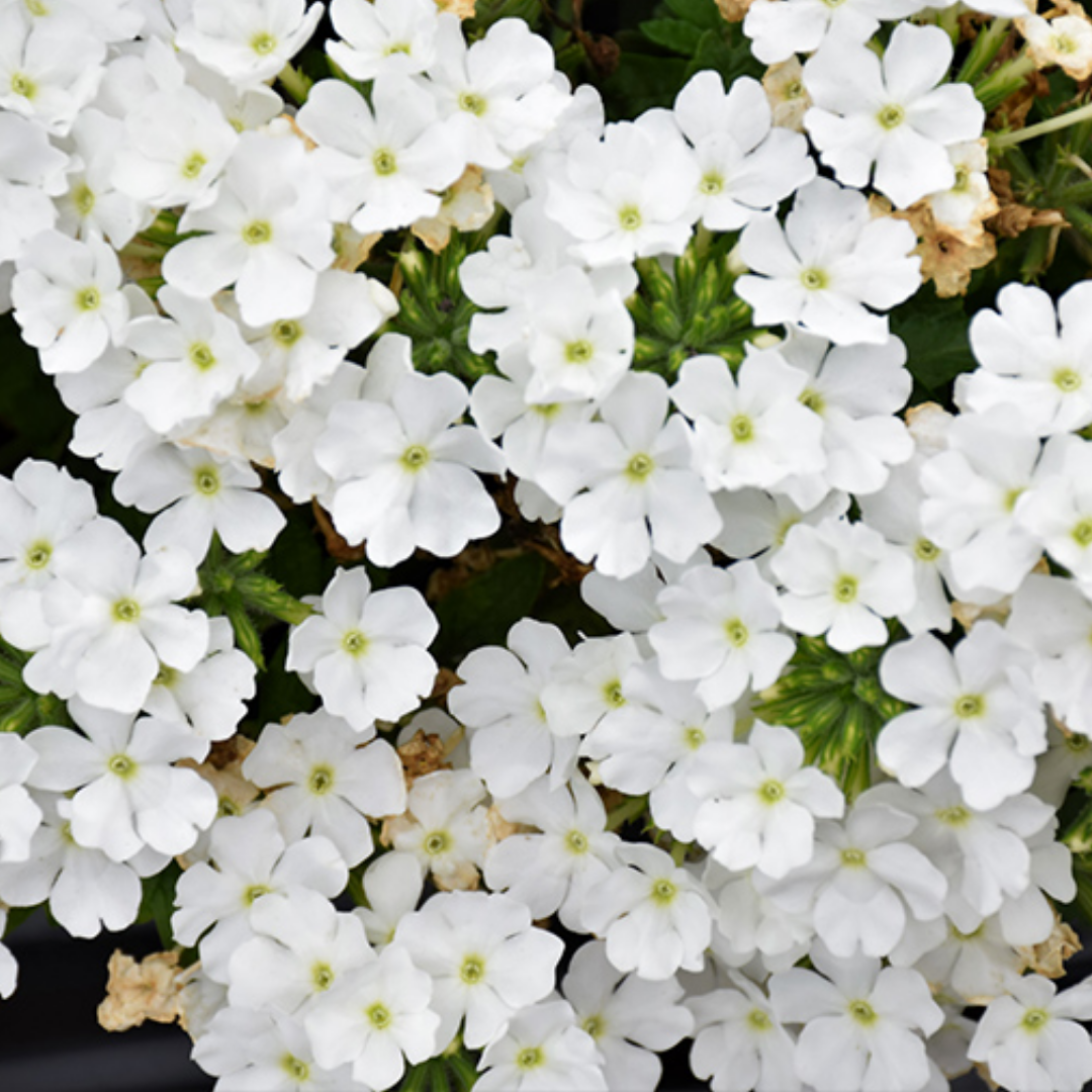 3 Large Plants - Verbena Lanai Up White, Ready to Plant in Your Garden