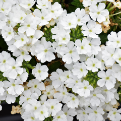 3 Large Plants - Verbena Lanai Up White, Ready to Plant in Your Garden