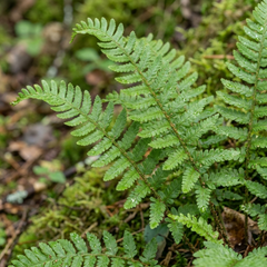 Scaly Male Fern Dryopteris Cristata Plants, Hardy Evergreen Perennial, 1 Litre Root-Ball