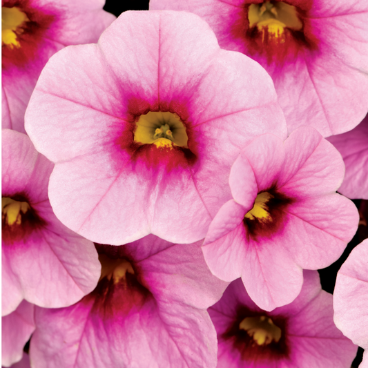 Calibrachoa Cabaret Early Light Pink Eye | 3 or 6 1L Pots