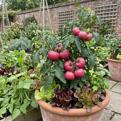 Set of 3 or 6 Large Plants - Tomato Rose Crush Variety, Ready to Plant in Your Garden