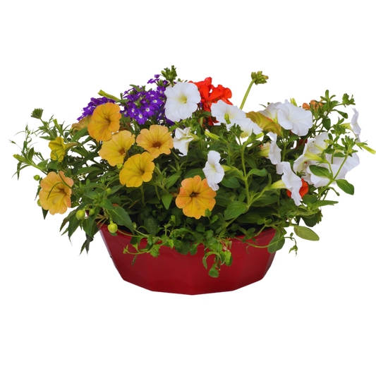 7 Colour Coordinated Plants - Tangerine Twist Theme Speedplanter, Garden Ready