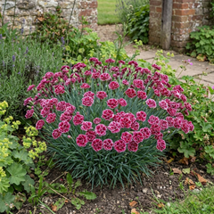 1 Dianthus Cherry Daiquiri Plant, Fragrant Hardy Summer Bedding Perennial, Outdoor Garden Ready, 5L Root Ball