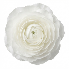Set of 3 or 6 Ranunculus Vortex White Persian Buttercup Plants, Hardy Perennial, Spring Flowering, Outdoor Garden Ready, 1 Litre Root-Ball