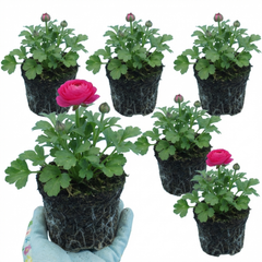 Ranunculus Vortex Hot Pink Persian Buttercup Plants, Spring Flowering, Outdoor Garden Ready, 1 Litre Root-Ball