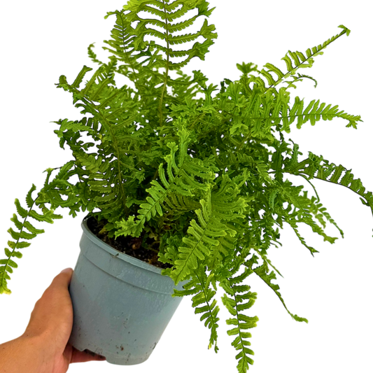 Scaly Male Fern Dryoteris The King | 2L Pot