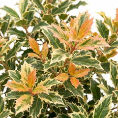 Osmanthus Goshiki Variegated Evergreen Shrub, Hardy Outdoor Garden Ready, 19cm Root-Ball