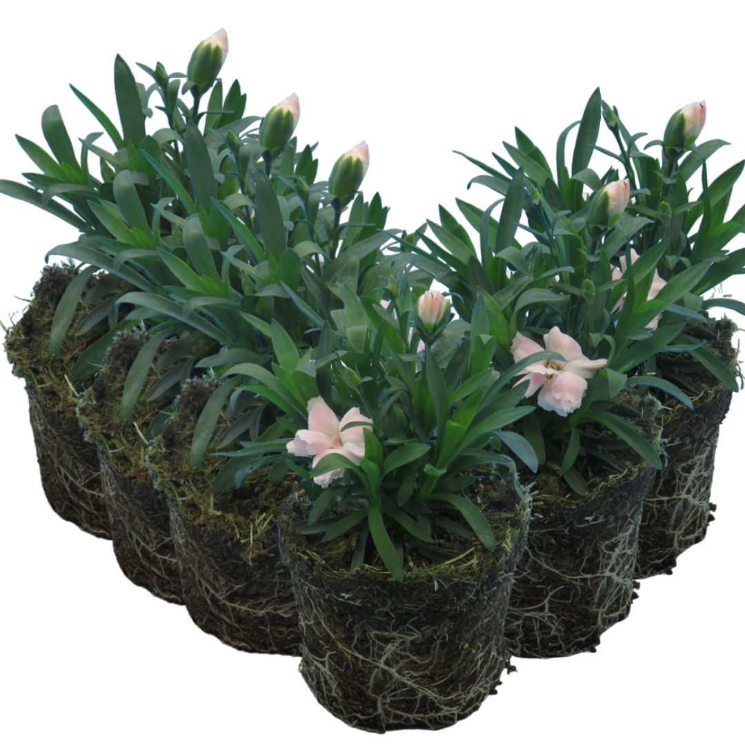 Carnation White | 3 or 6 1L Pots