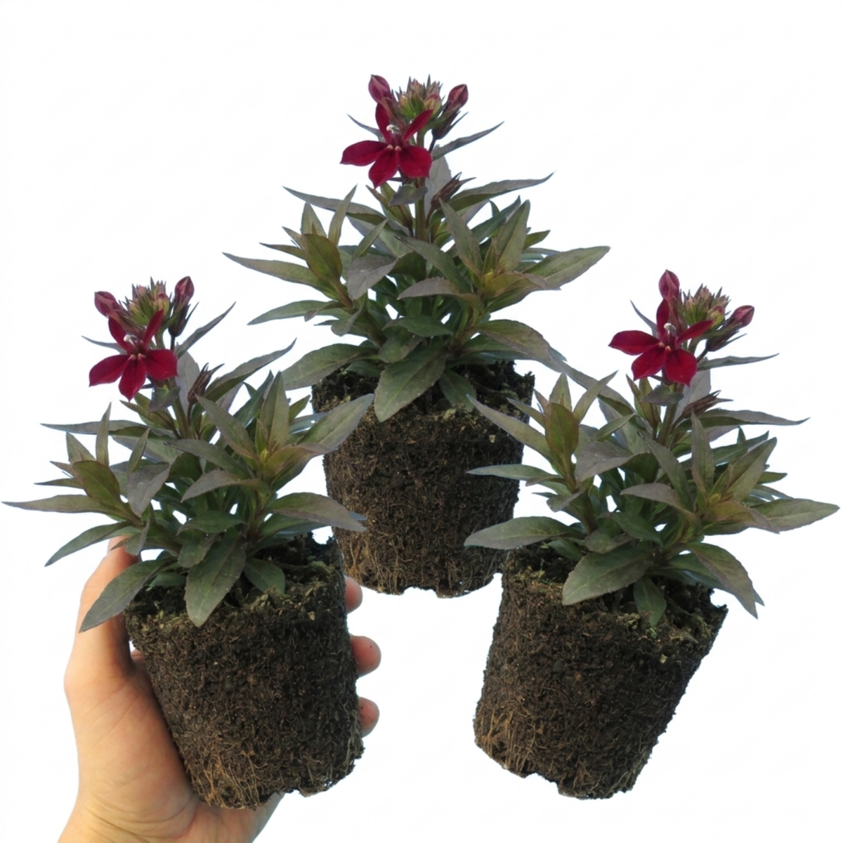 Lobelia Starship Burgundy Upright Hardy Perennial Plants, Outdoor Garden Ready, 1 Litre Root Ball