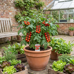 Set of 3 or 6 Large Plants - Tomato Premio Variety, Ready to Plant in Your Garden
