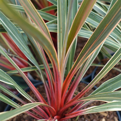 Cordyline Magic Star | 3L Pots
