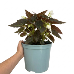 1 Large Plant - Begonia Non Stop Mocca White, Outdoor Garden Ready, 5L Pot
