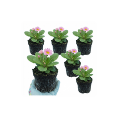 Primrose Strawberry, Ready to Plant in Your Garden, Peat Free