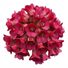 Set of 3 or 6 Bergenia Rotblum Hardy Evergreen Perennial Plants, Pink Flowering Ground Cover, Outdoor Garden Ready, 1 Litre Root-Ball