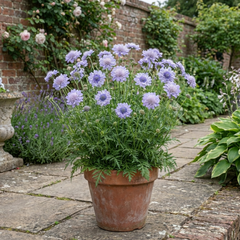 Scabious Butterfly Blue Hardy Perennial Plant, Bee Friendly Pincushion Flower, 2L Root Ball
