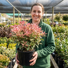 Photinia Fraseri Pink Crispy Plant, Evergreen Hedge Shrub, Outdoor Garden Ready, 3 Litre Root Ball