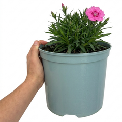 1 Cottage Pink Dianthus Pink Celebration, Fragrant Hardy Perennial Outdoor Garden Plant, 5L Root-Ball