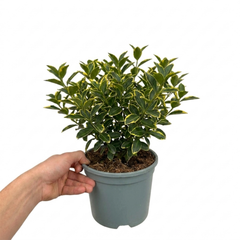 1 Large Plant-Euonymus Aureomarginatus, Ready to Plant in Your Garden, 2L Pot