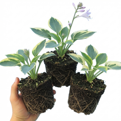 First Frost Plantain Lily, Ready to Plant in Your Garden