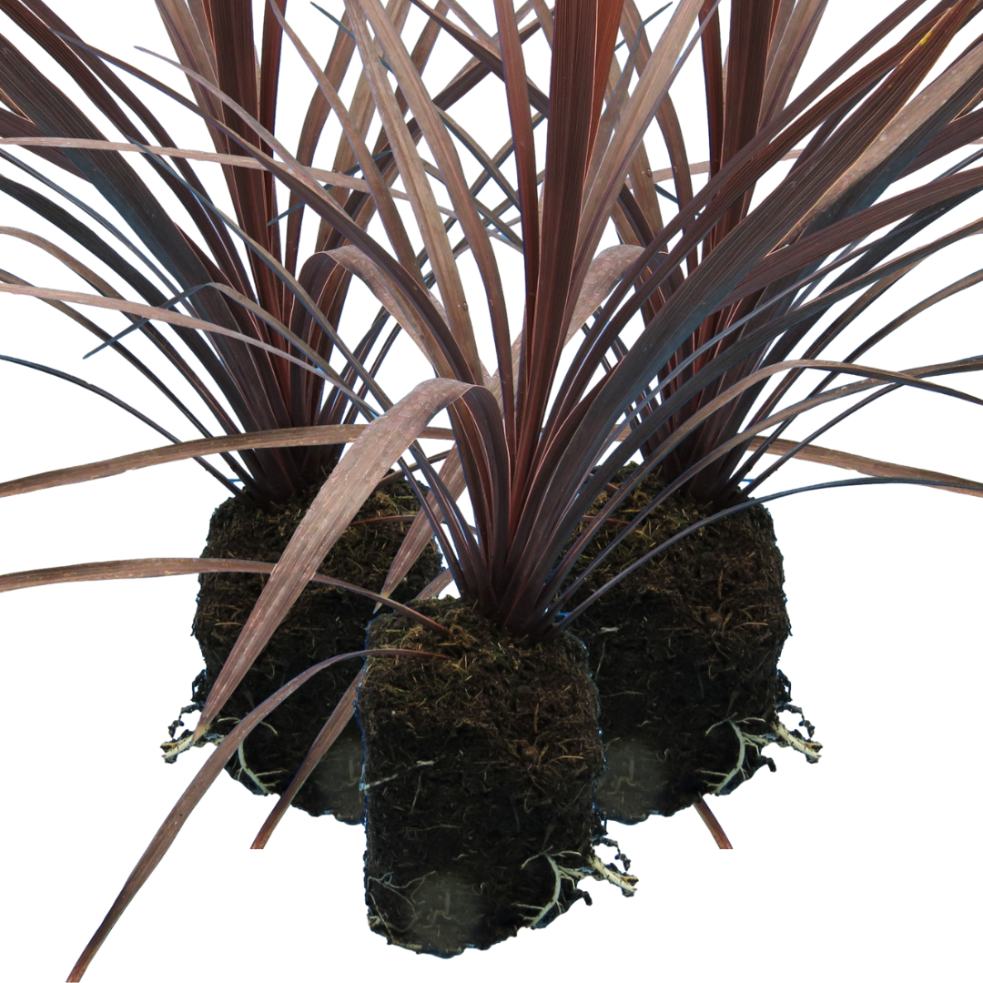 Cordyline Red Star | 3 or 6 1L Pots