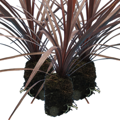 Cordyline Red Star | 3 or 6 1L Pots