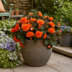1 Large Plant - Begonia Non Stop Mocca Deep Orange, Outdoor Garden Ready, 5L Pot