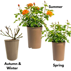 Rose Bush Orange | 3L Pot