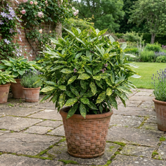 Aucuba Japonica Variegata Spotted Laurel Plant, Shade Loving Hardy Evergreen Shrub, 2 Litre Root Ball