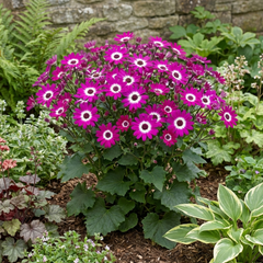 Senetti Magenta Bicolour Pericallis Plant, Vibrant Summer Bedding Flowers, 17cm Root-Ball