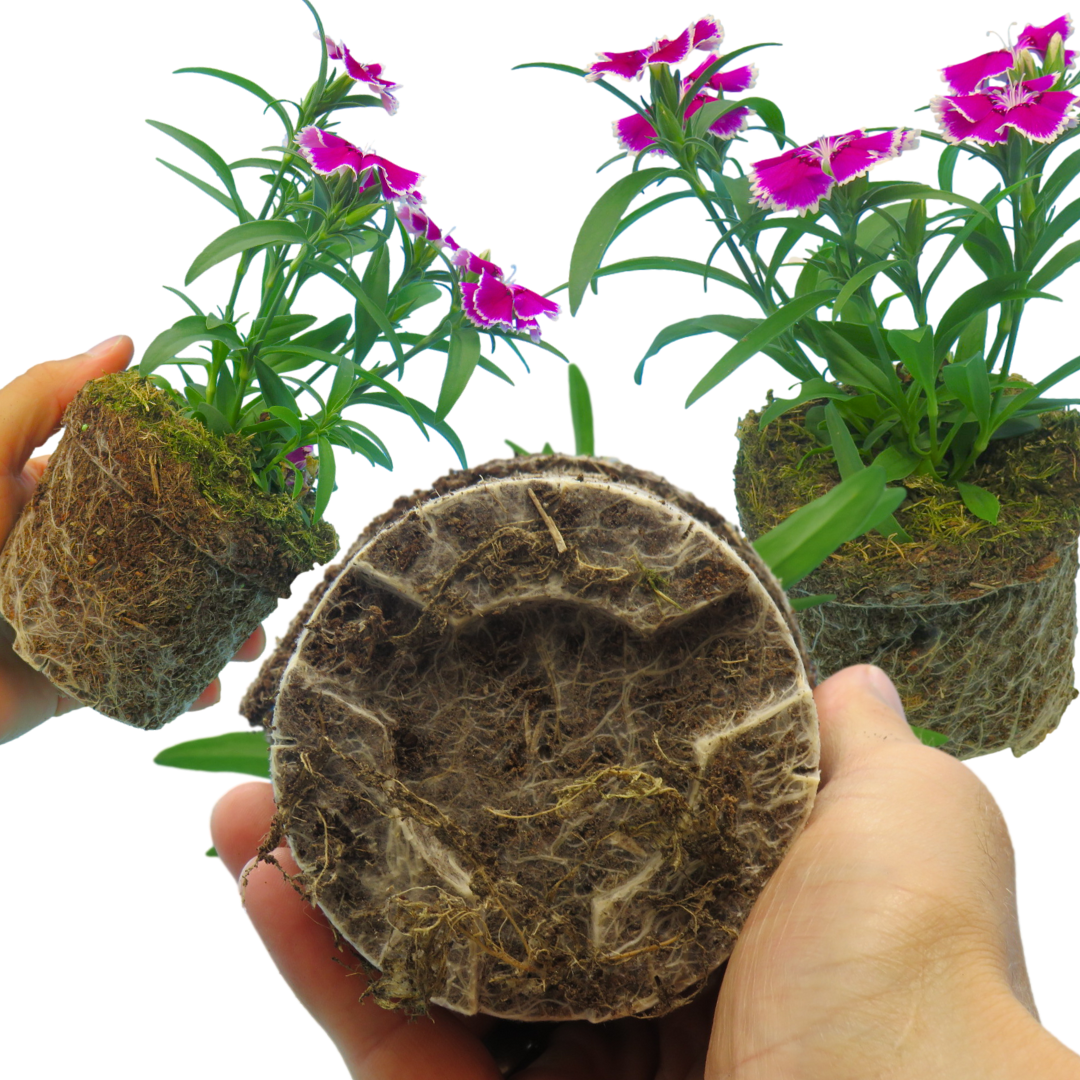 Dianthus Violet Picotee | 3 or 6 Plants