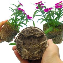 Dianthus Violet Picotee | 3 or 6 Plants