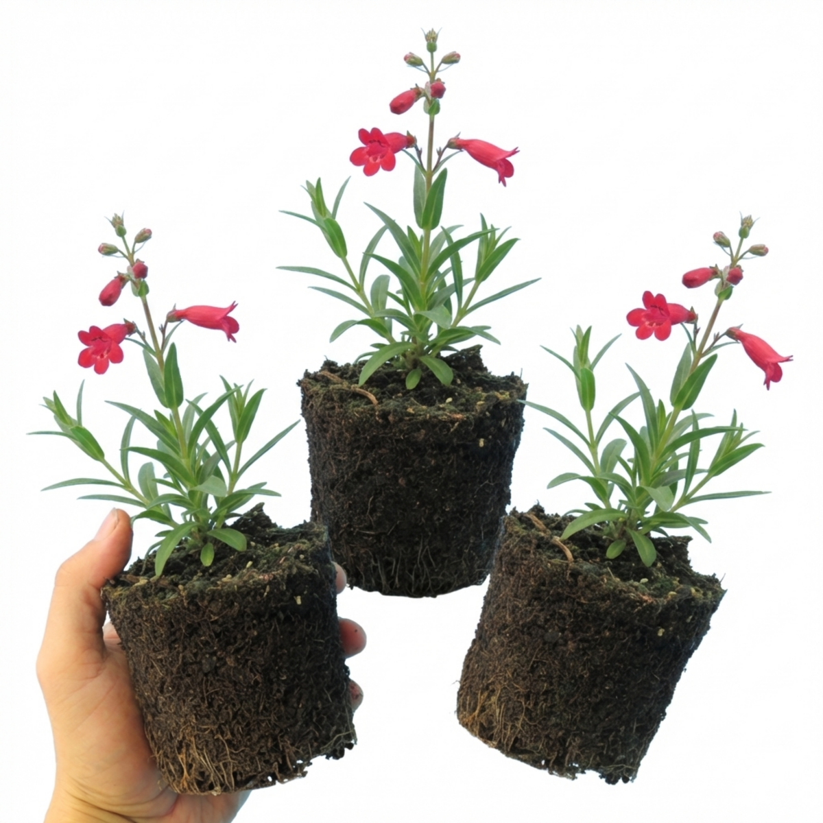 Penstemon Red Hardy Perennial Plants, Bee Friendly Summer Flowering, Outdoor Garden Ready, 1 Litre Root-Ball