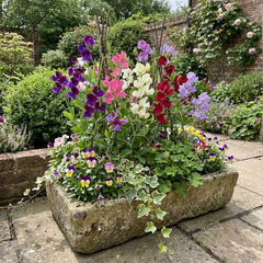 Sweet Pea Mammoth Mix, 10.5 cm Rootballs
