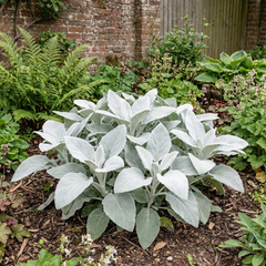 Senecio Angel Wings Silver Leaf Perennial Plant, Drought Tolerant, Garden Ready, 23cm/5L Root Ball
