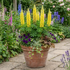 Lupin Legendary Yellow Plants, Hardy Perennial, Summer Flowering, Cottage Garden Ready, 1Ltr Root Ball