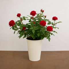 3Ltr Red Patio Rose Plant in Nursery Pot, Outdoor Pots