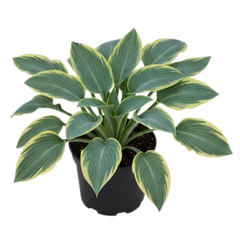 Hosta Tears from Heaven, 3 Litre Pots, Garden Ready