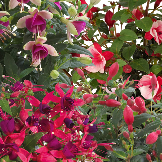Fuchsia Diva Random Colour Mix | 3 or 6 1L Pots